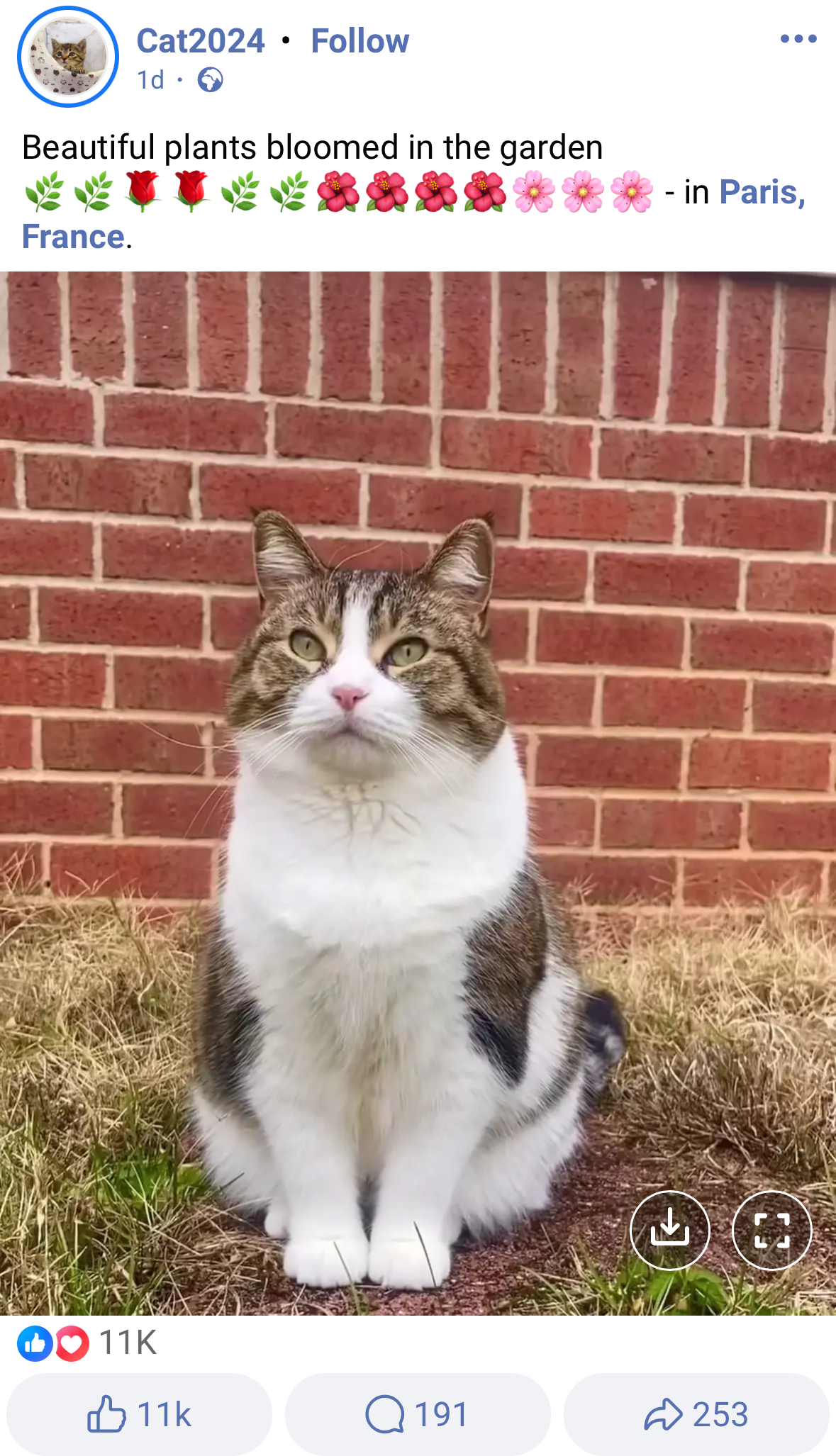 Screenshot of Facebook, a photo of a cat sitting on the grass, with the caption