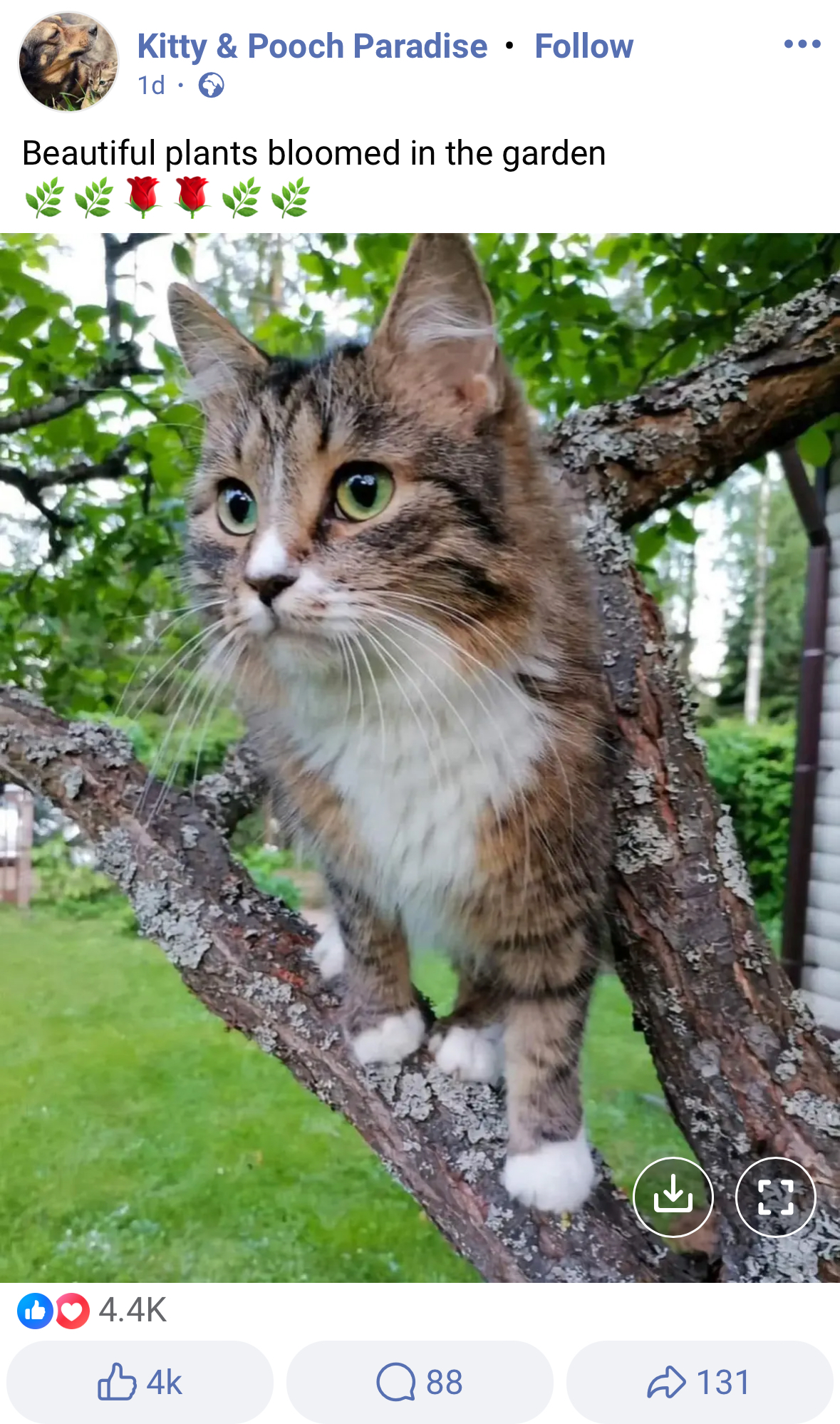 Screenshot of Facebook, a photo of a cat sitting on a tree branch, again with the caption