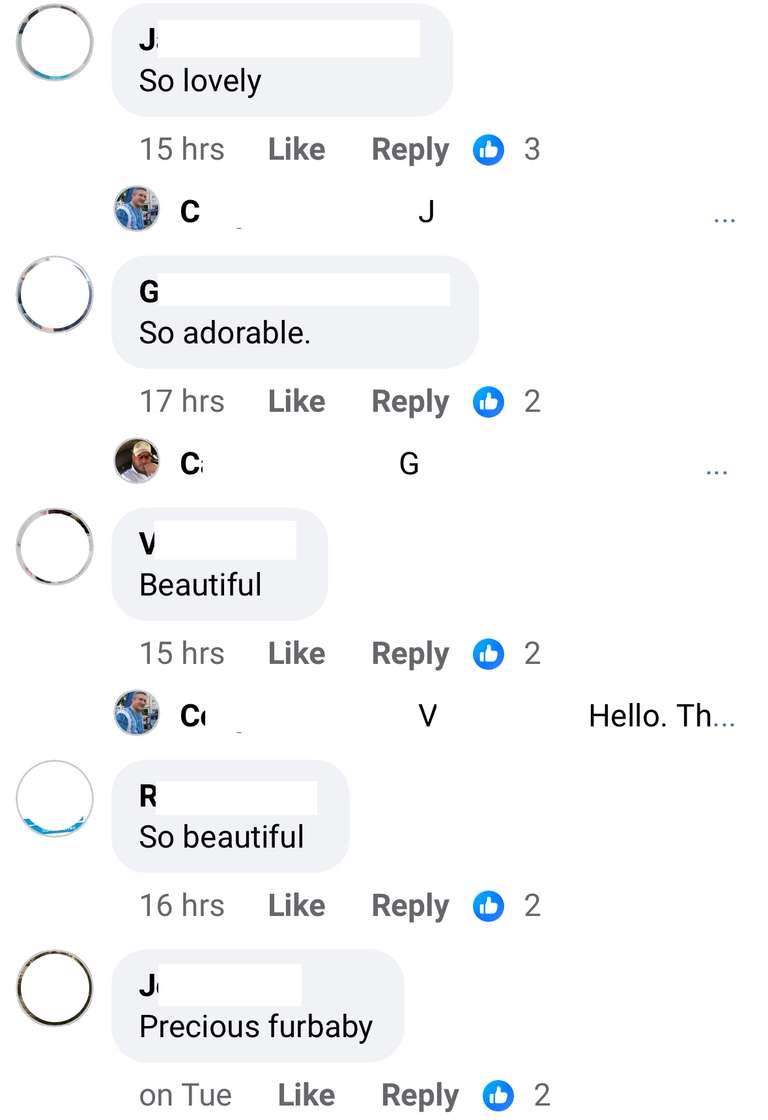 Screenshot of Facebook. Anonymised users posting generic comments like